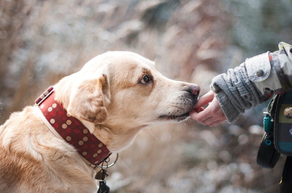 dog, labrador, pet