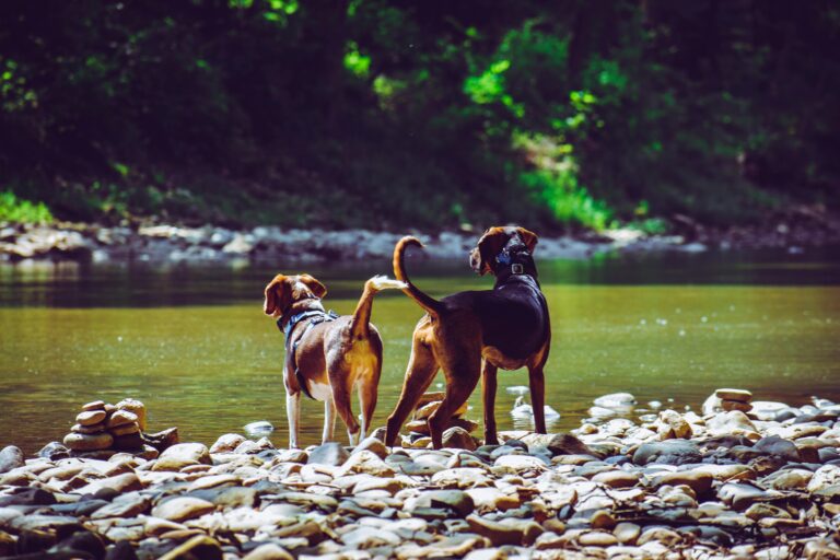 Two dogs enjoying nature by a calm river with rocks in daylight.