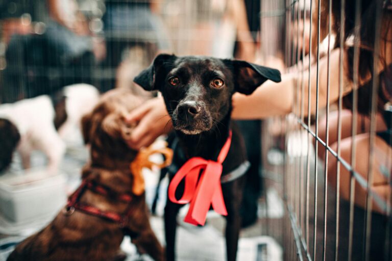 Cute black dog with red ribbon in animal shelter, symbolizing hope and rescue.