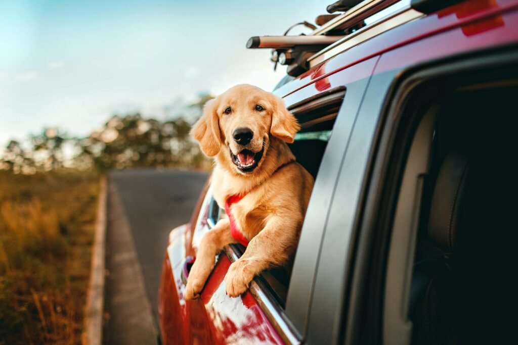 Happy golden retriever enjoying a scenic car ride in the countryside.