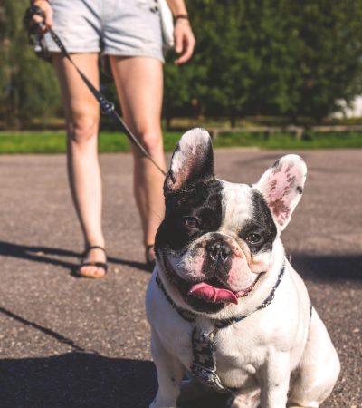 A cute French Bulldog with a black and white coat sitting outdoors enjoying a sunny day.